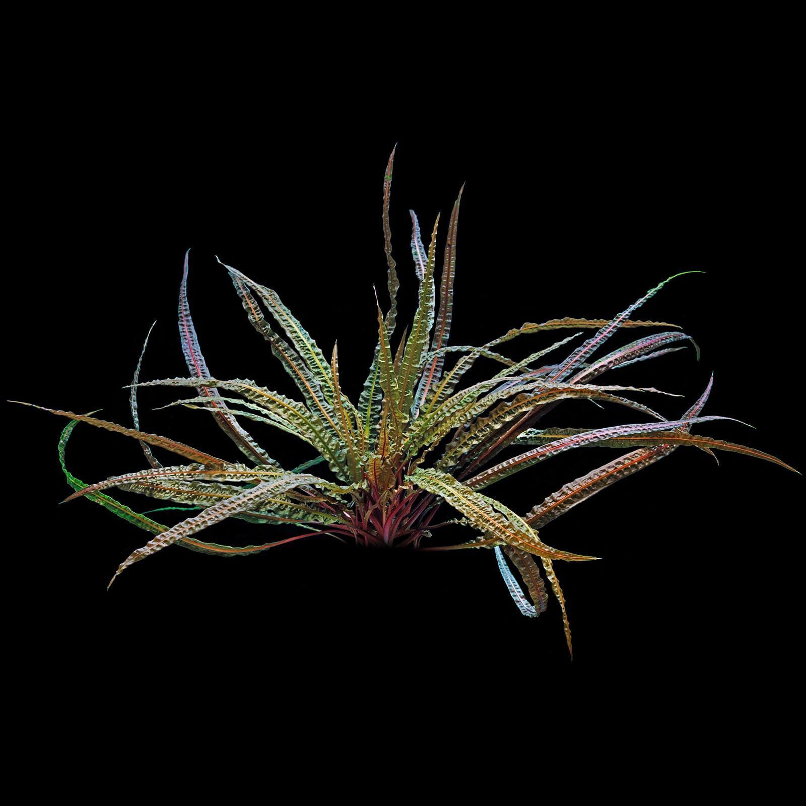 TIENDA ACUARIOS PECES ALCORCON ONLINE PLANTAS