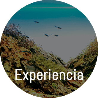 peces de acuario aquasalvaje tienda peces alcorcon madrid peces sanos y de calidad