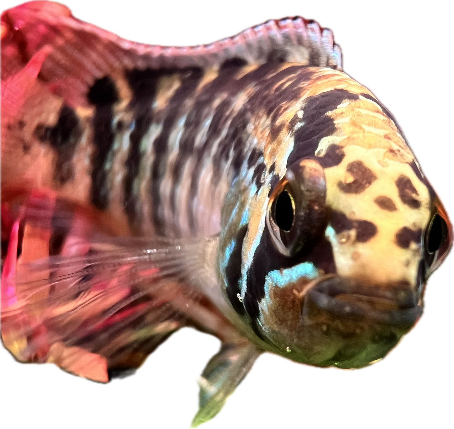 TIENDA ACUARIOS PECES ALCORCON ONLINE PLANTAS AQUASALVAJE