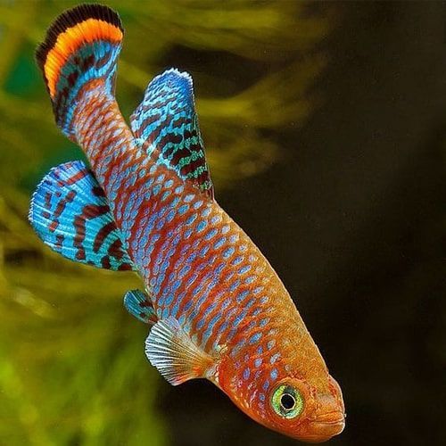 TIENDA ACUARIOS PECES ALCORCON ONLINE PLANTAS