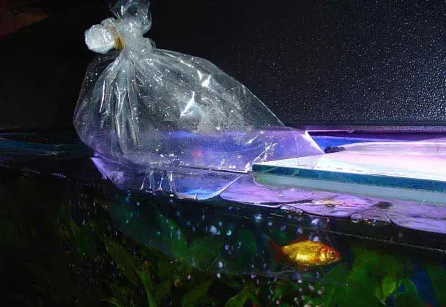 TIENDA ACUARIOS PECES ALCORCON ONLINE PLANTAS AQUASALVAJE