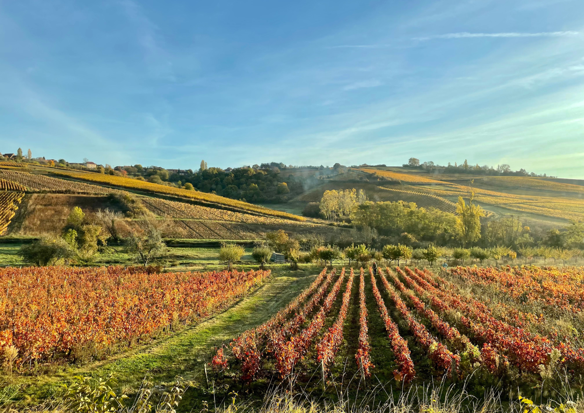 La Côte d'Or - Le Vignoble