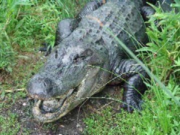 Lurking Bull Alligator, Somewhere in the Marshes of South Louisiana