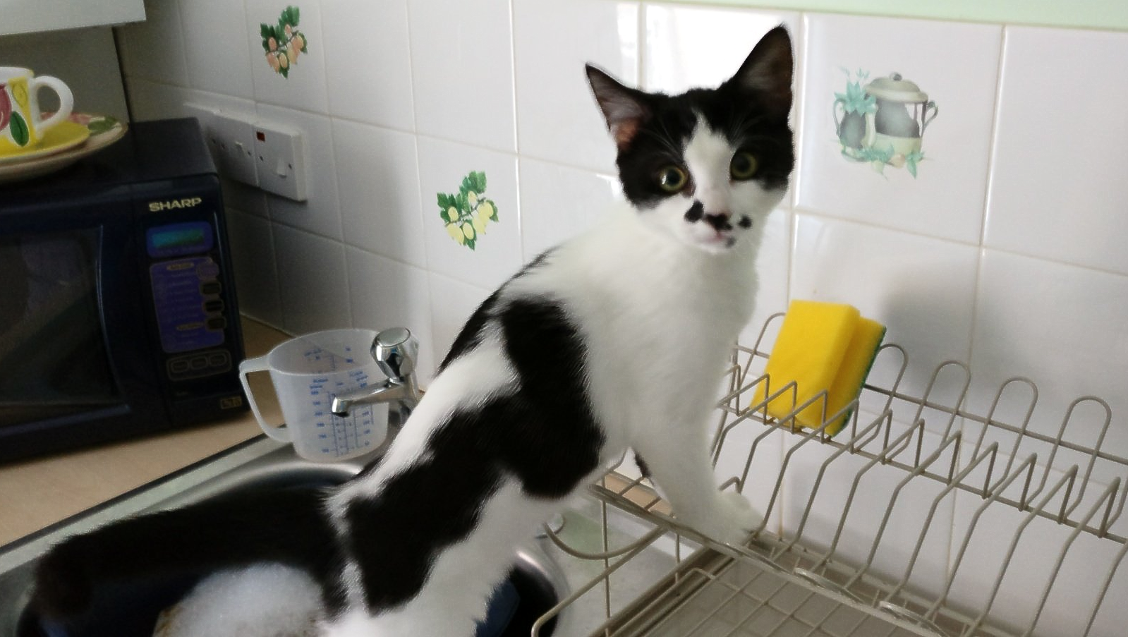 Cat in kitchen sink