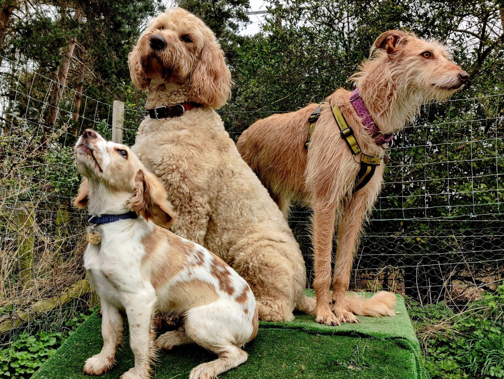 Doggy day care Balsall Common