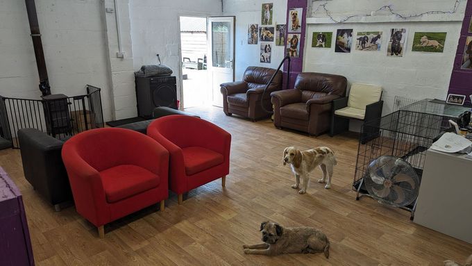 Doggy daycare balsall common