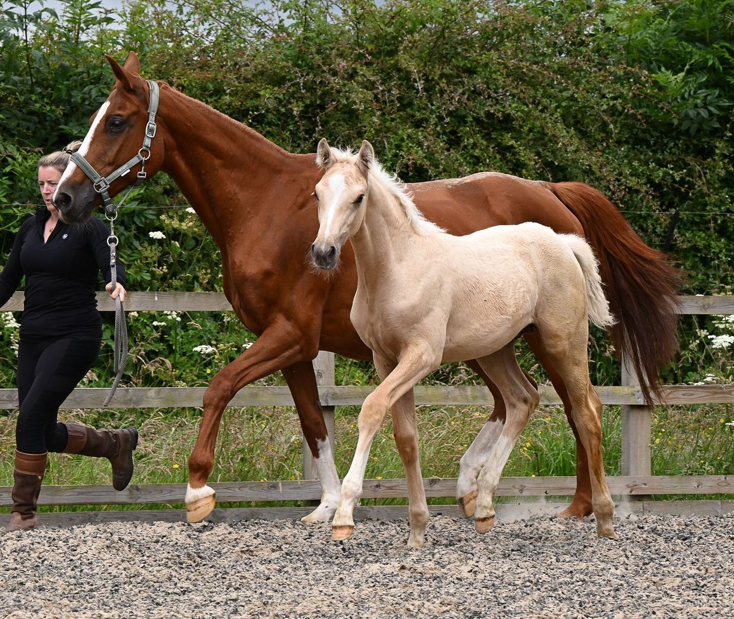 Dressage horses for sale, Foals, Horses, Dressage