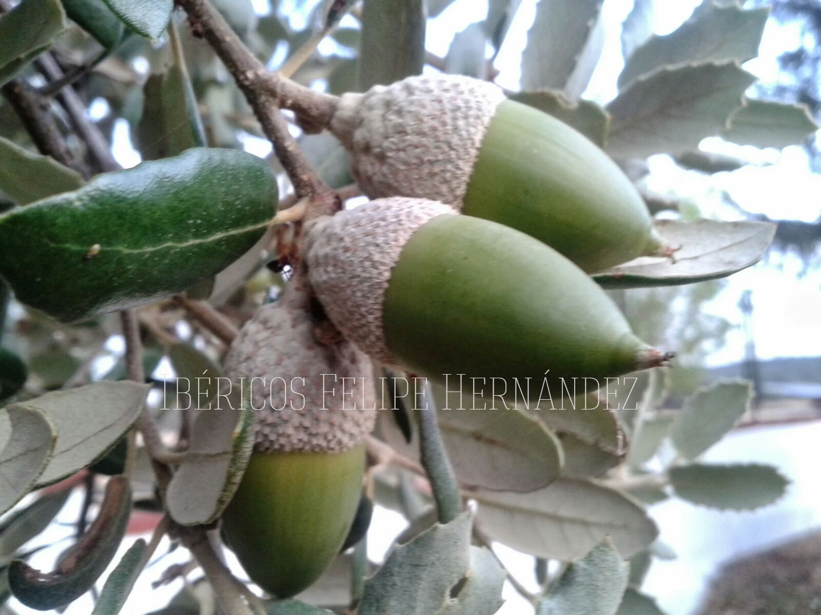 Montanera, Ciudad Rodrigo