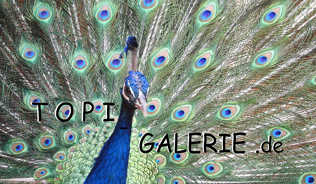 Topi - Galerie LOGO