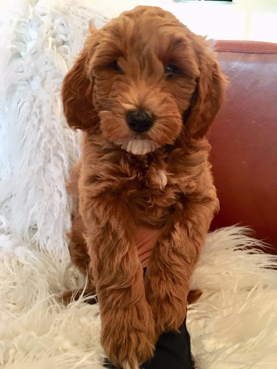 Shoreside Mini Goldendoodles