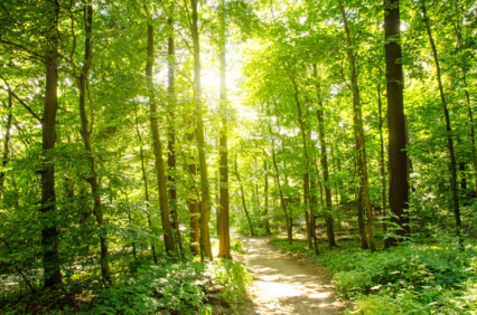 waldweg