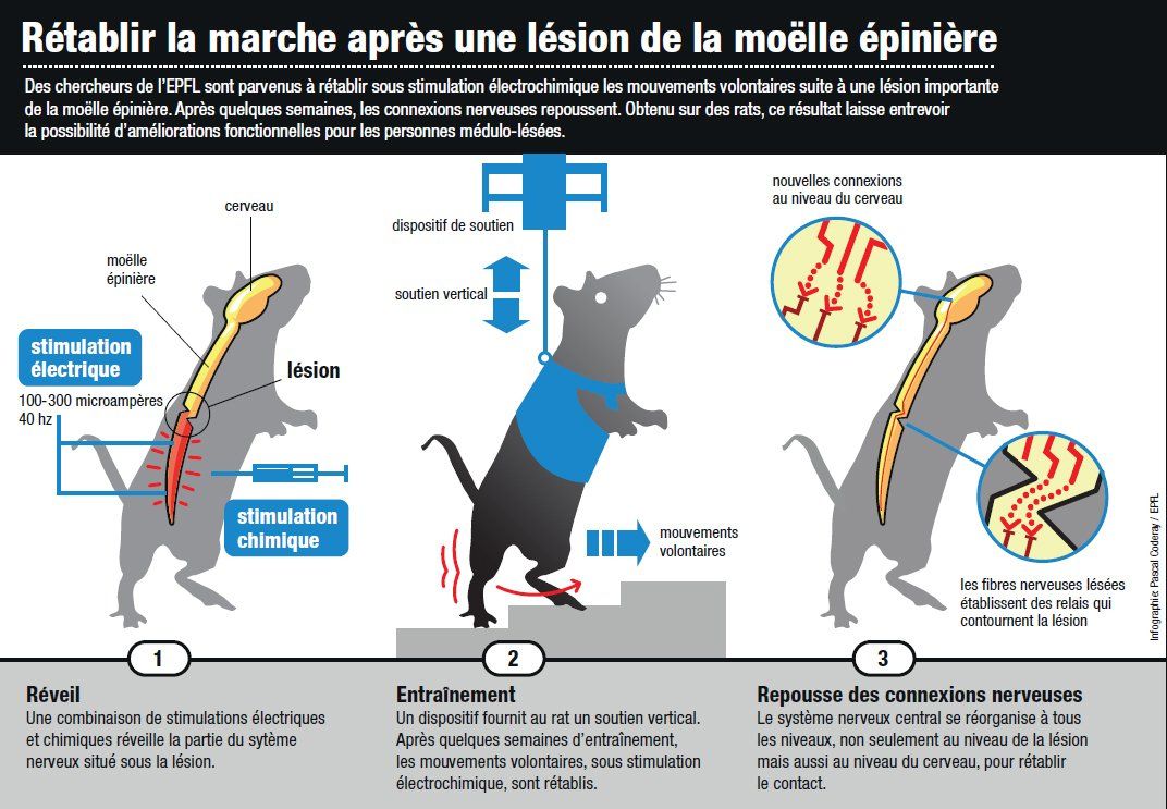 Rétablissement de la marche chez le rat paraplégique Image du rétablissement de la marche chez le rat paraplégique