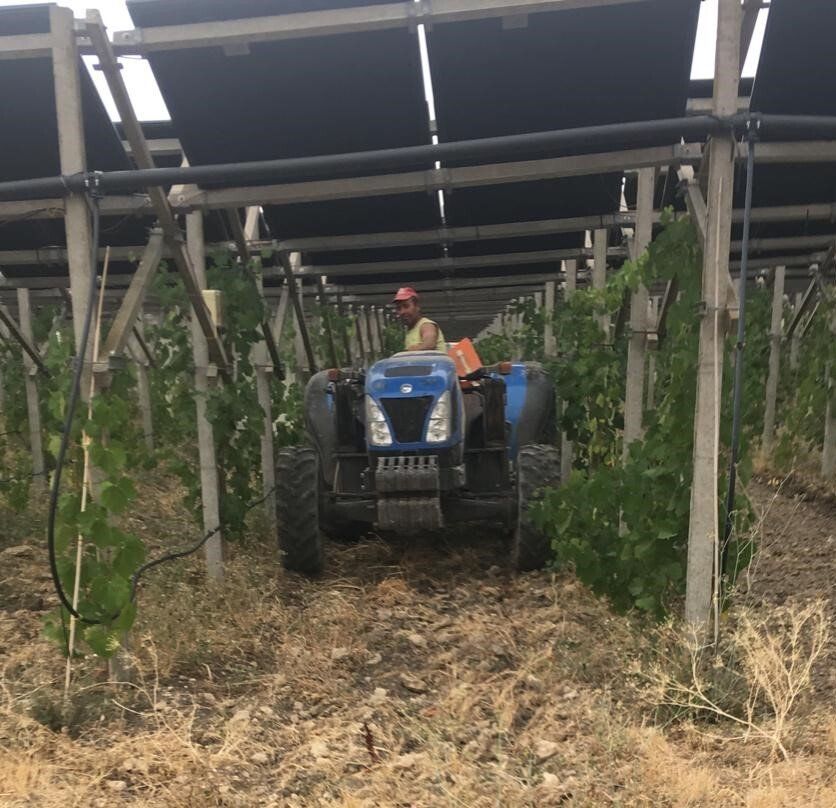 Agrivoltaica, agrovoltaica