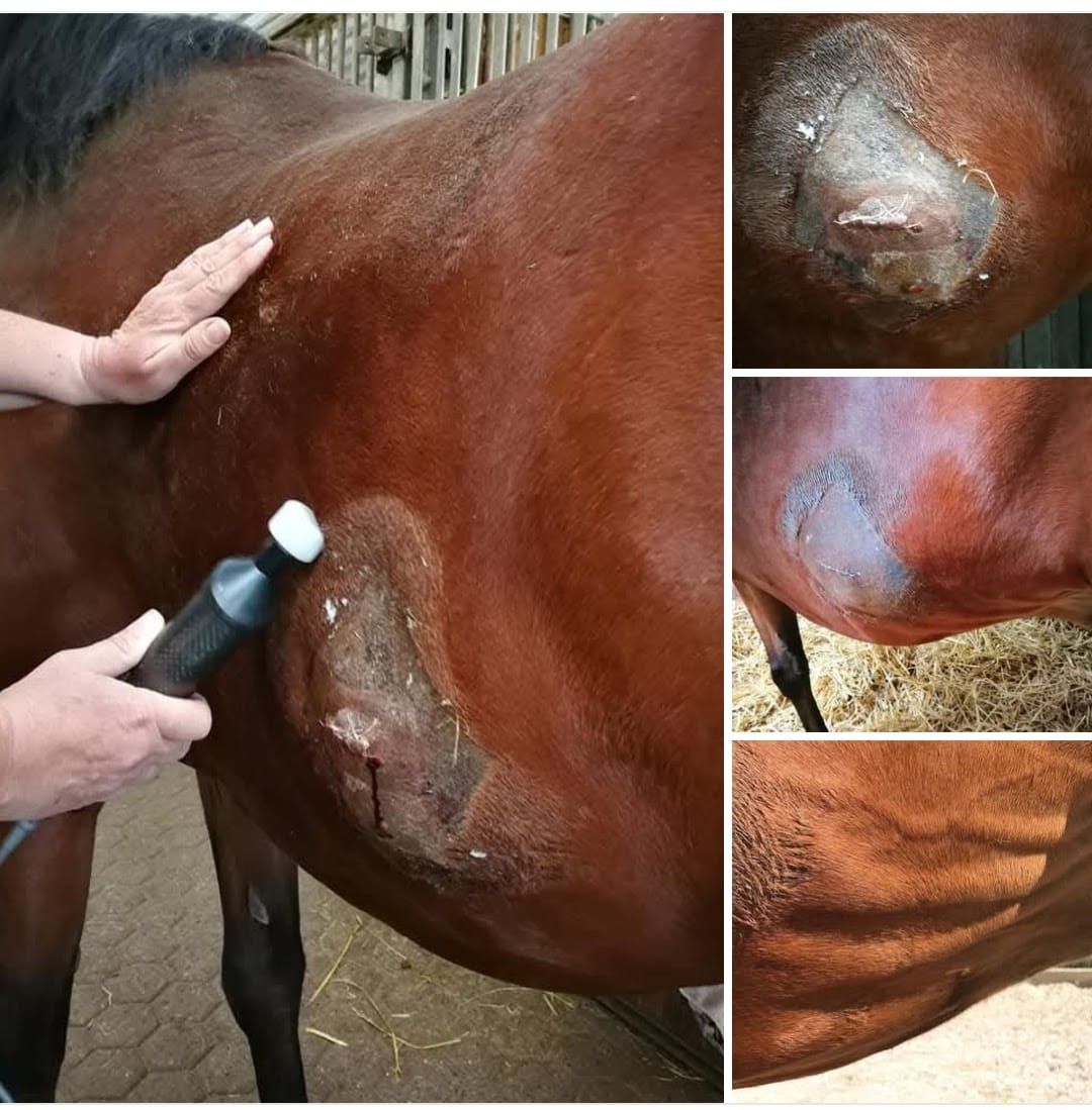 Matrix-Rhytmus-Therapie OP Nachsorge Tiertherapie