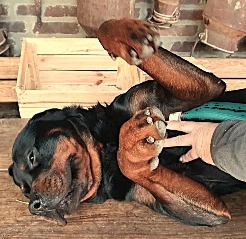 Matrix-Rhytmus-Therapie Ellenbogendysplasie Tiertherapie