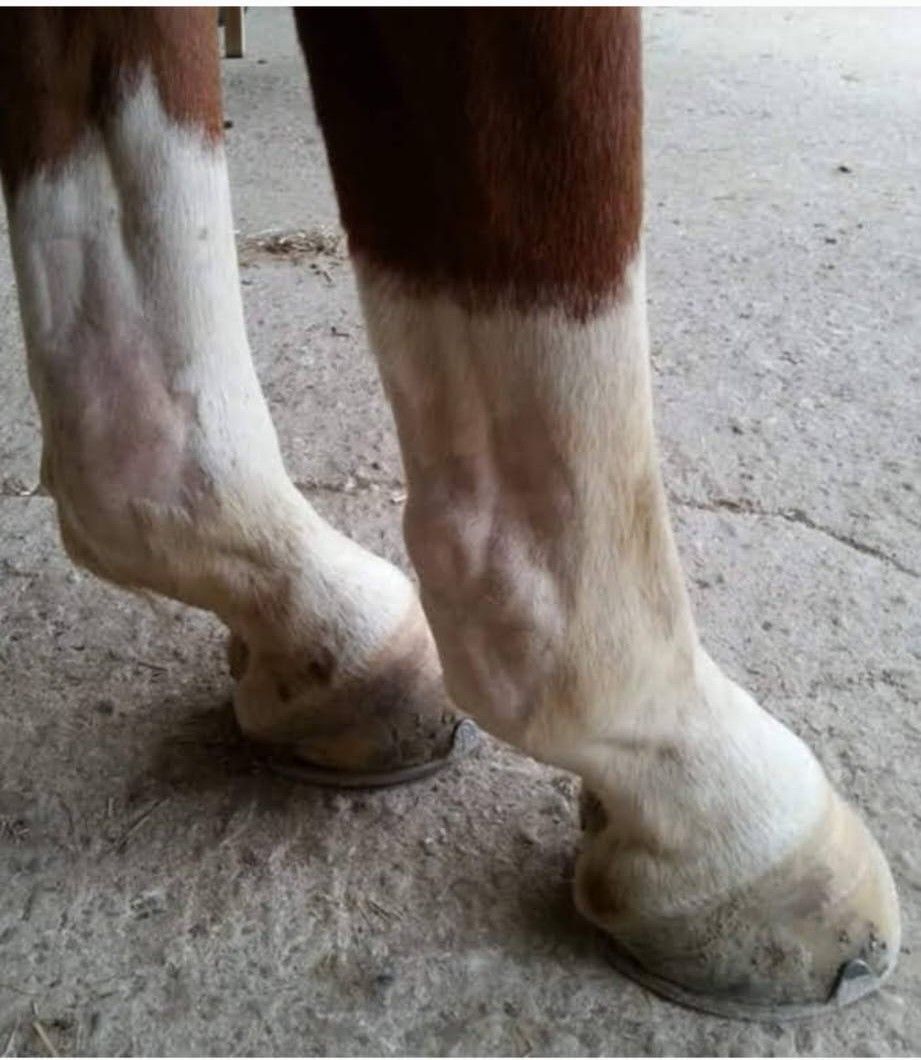 Matrix-Rhytmus-Therapie Sehnen-und Bänderverletzung Tiertherapie