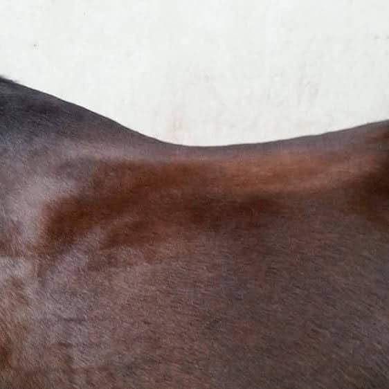 Matrix-Rhytmus-Therapie Muskelatrophie Tiertherapie