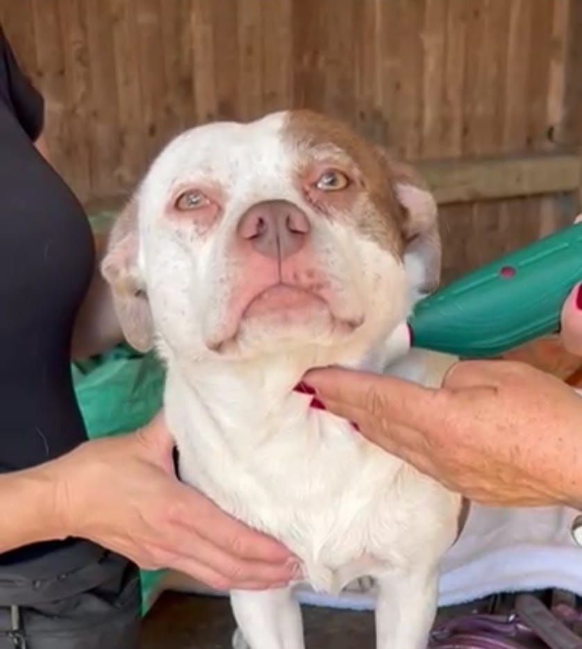 Matrix-Rhytmus-Therapie Muskelverspannungen Tiertherapie