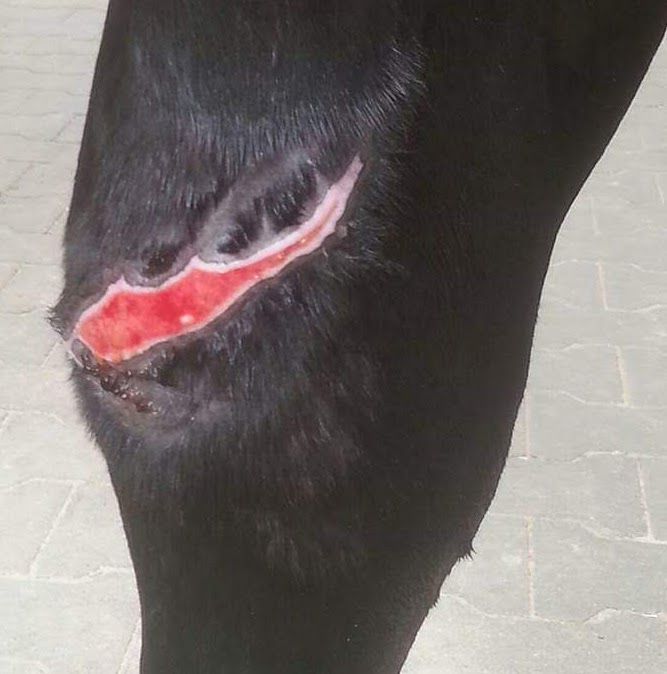 Matrix-Rhytmus-Therapie Wundheilungsstörungen Tiertherapie