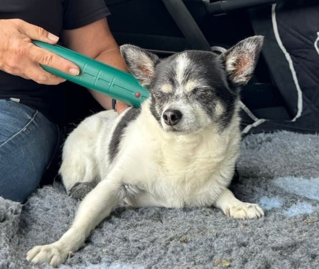 Matrix-Rhytmus-Therapie neurologische Störung Tiertherapie