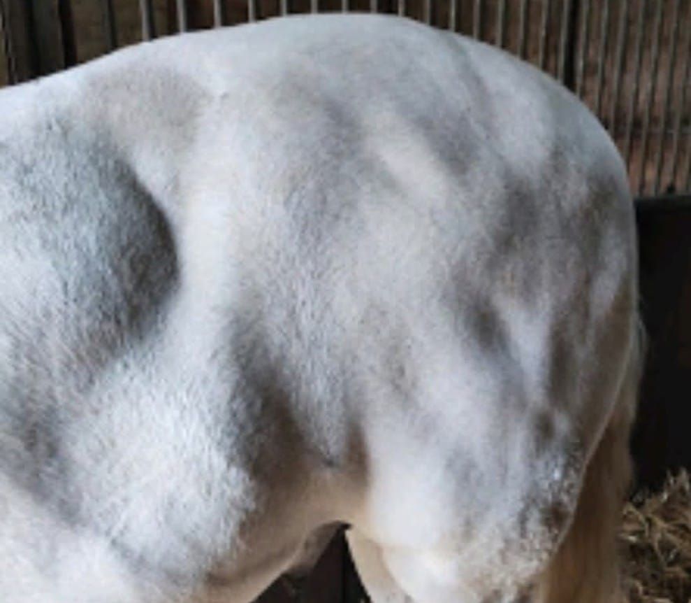 Matrix-Rhytmus-Therapie Stoffwechselerkrankung Tiertherapie