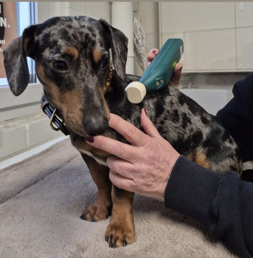 Matrix-Rhytmus-Therapie Gesundheitsvorsorge Tiertherapie