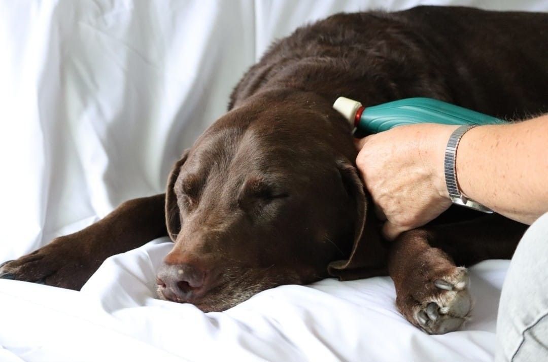 Matrix-Rhytmus-Therapie Arthrose Tiertherapie