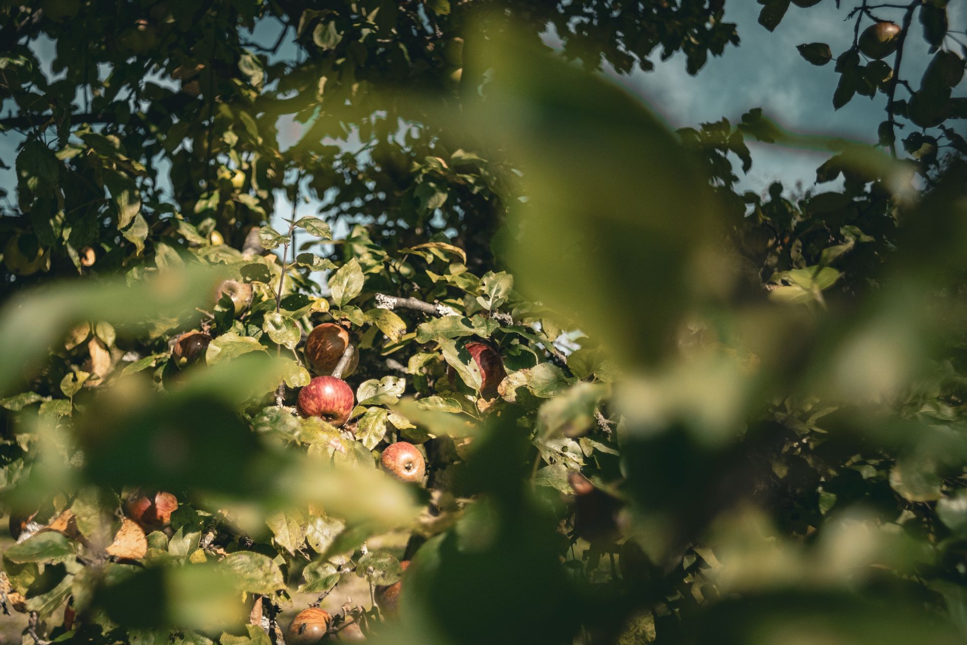 Apfelzeit