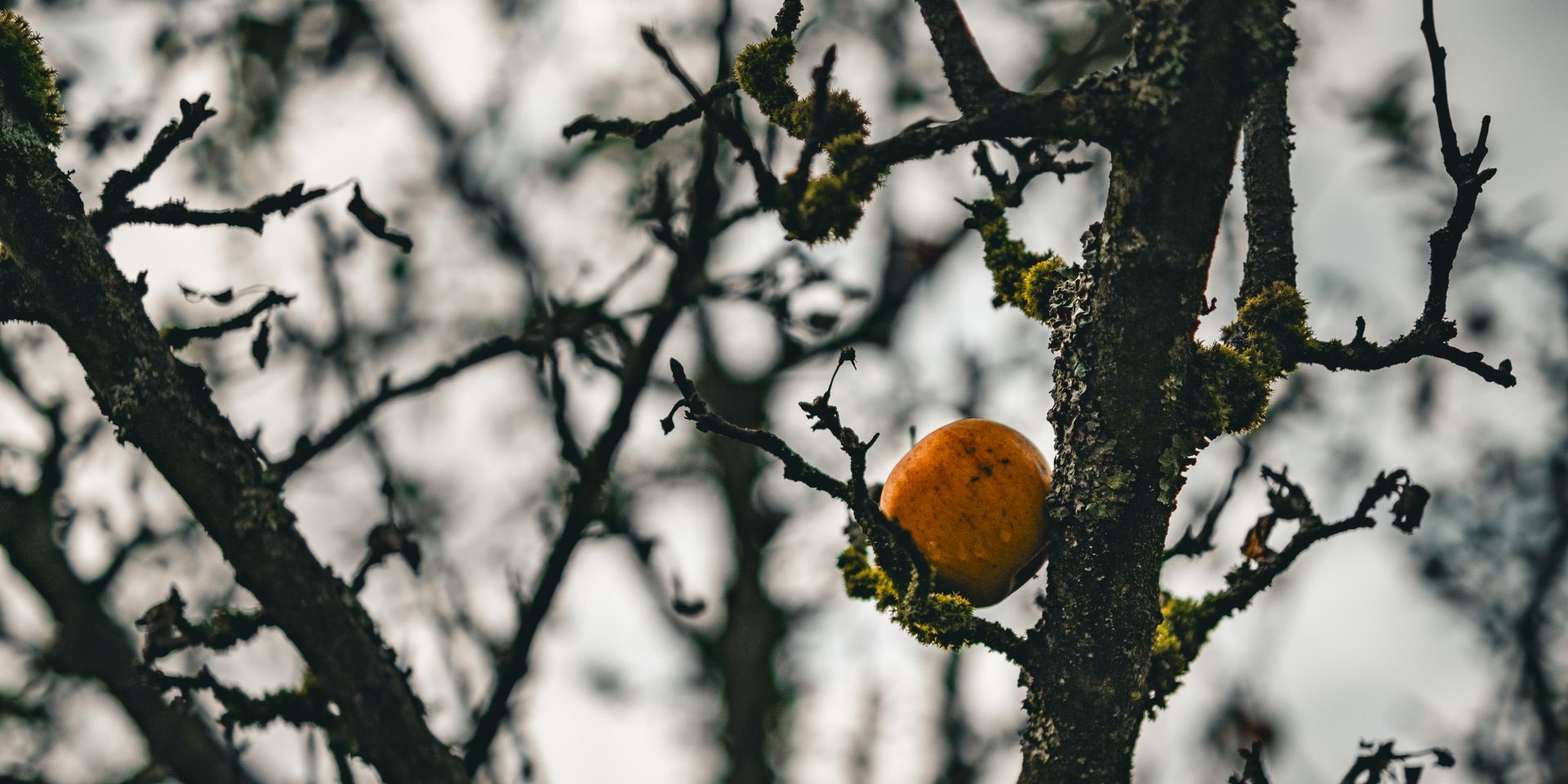 Der letzte Apfel am Baum