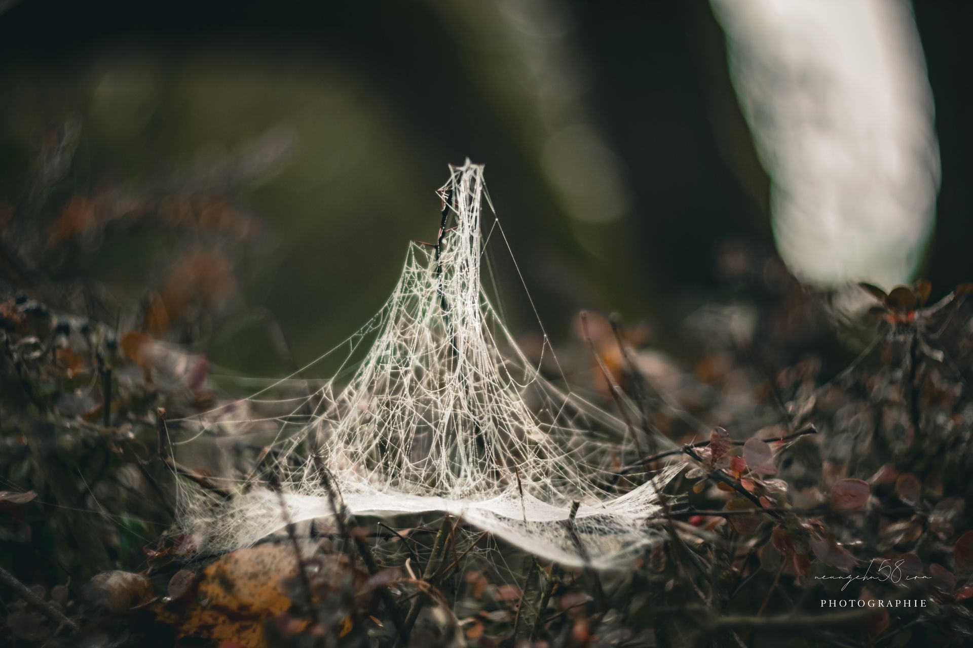 Altweibersommer - Spinnennetze im Herbst und Nebel