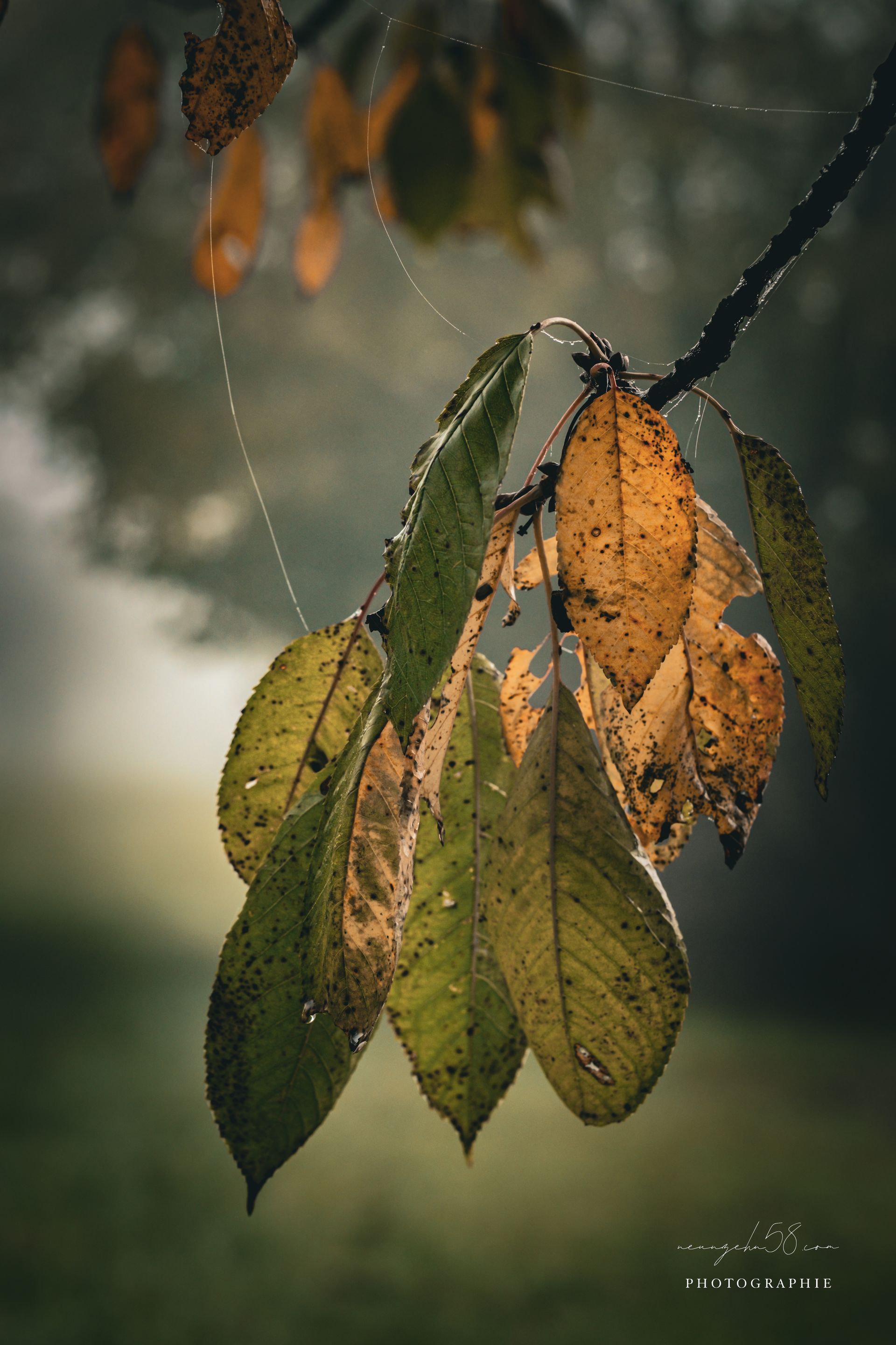 Herbstblätter an einem Baum