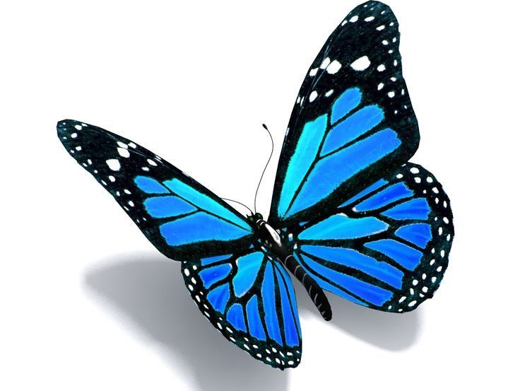 Click on butterfly to go to The Chrysalis Effect Website