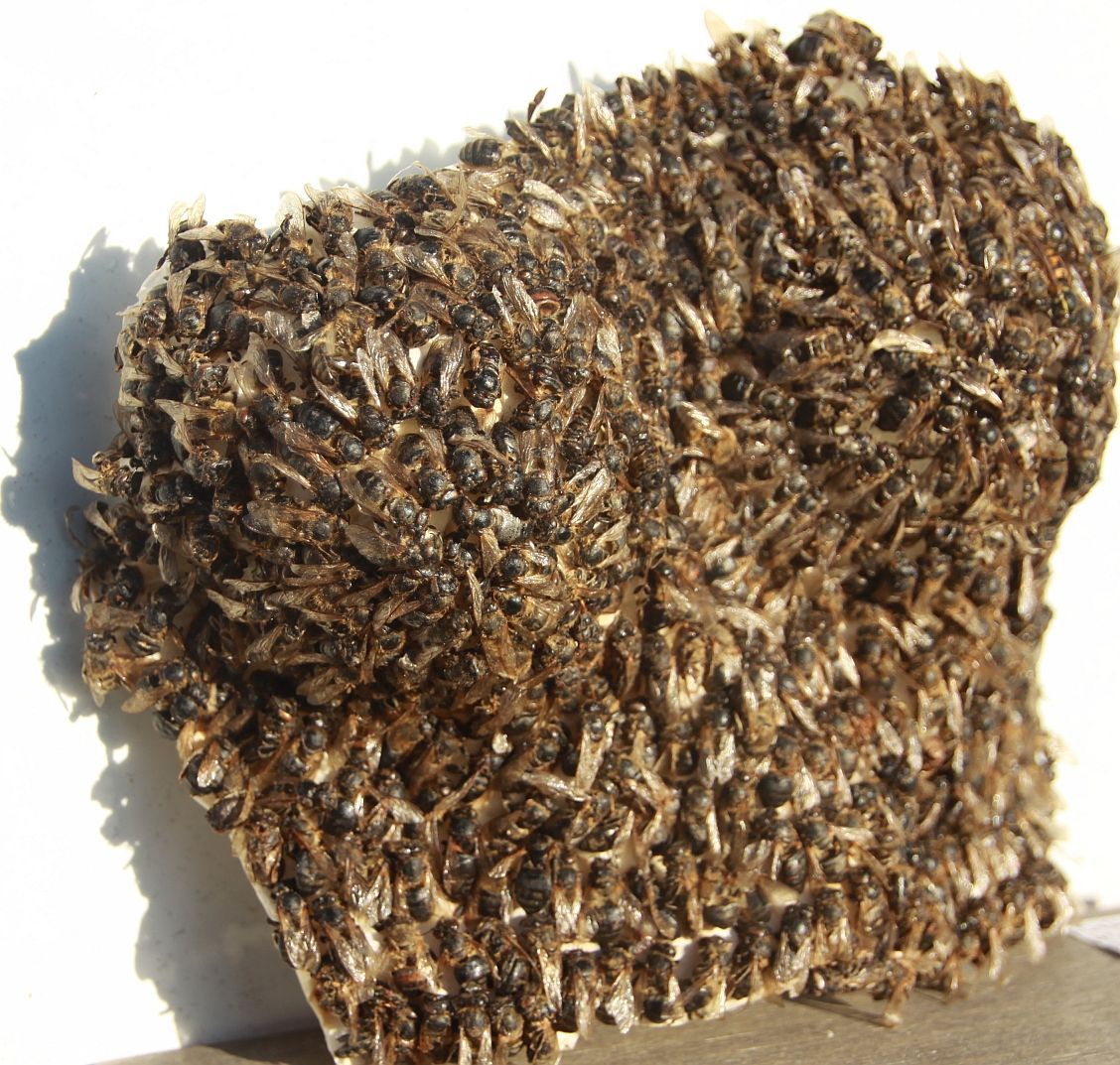 Bienenhaut - Bettina Bohn, GEDOK Freiburg, debut 2023