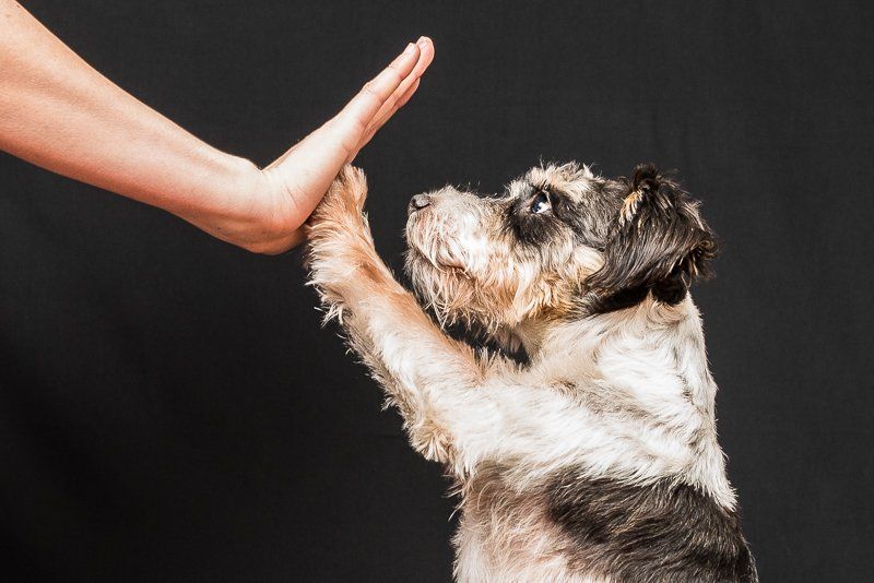 Fotogebell Hundefotografie Hund Carsten Pöhler
