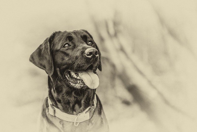 Fotogebell Hundefotografie Hund Carsten Pöhler