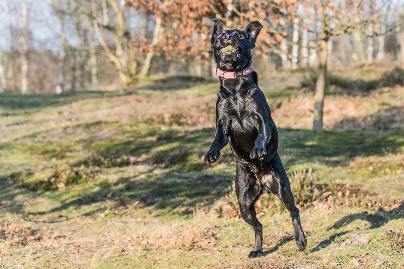 Fotogebell Hundefotografie Hund Carsten Pöhler
