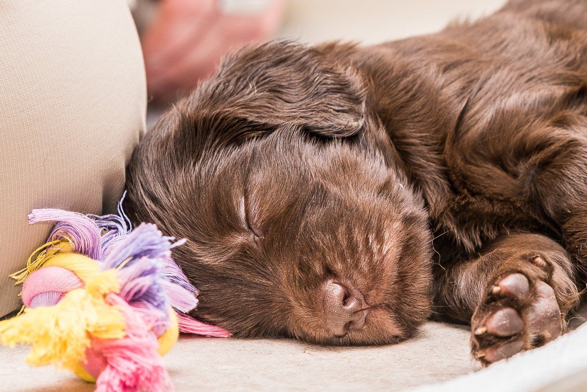 Fotogebell Hundefotografie Hund Carsten Pöhler
