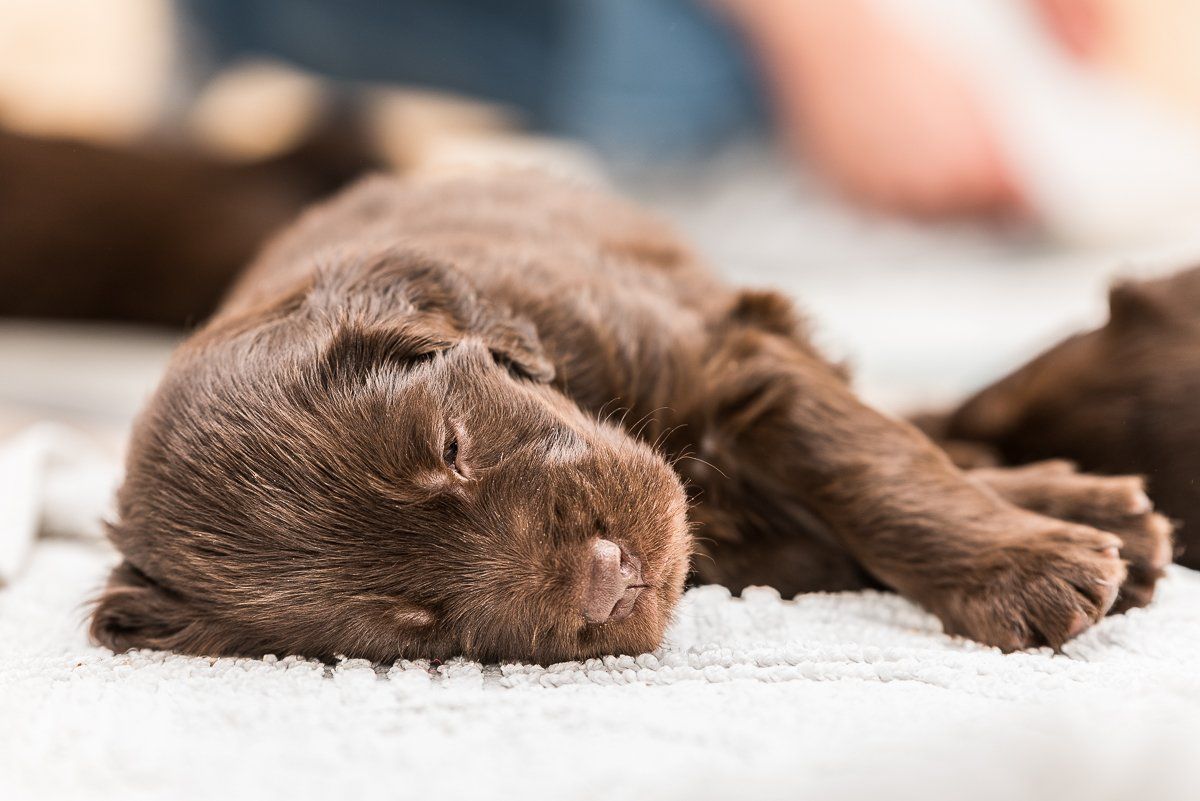 Hundefotografie, fotogebell.de, Carsten Pöhler, Welpe, Flatcoated Retriever