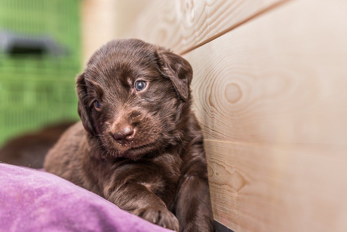 Hundefotografie, fotogebell.de, Hund, Hunde, Carsten Pöhler, Flatcoated Retriever