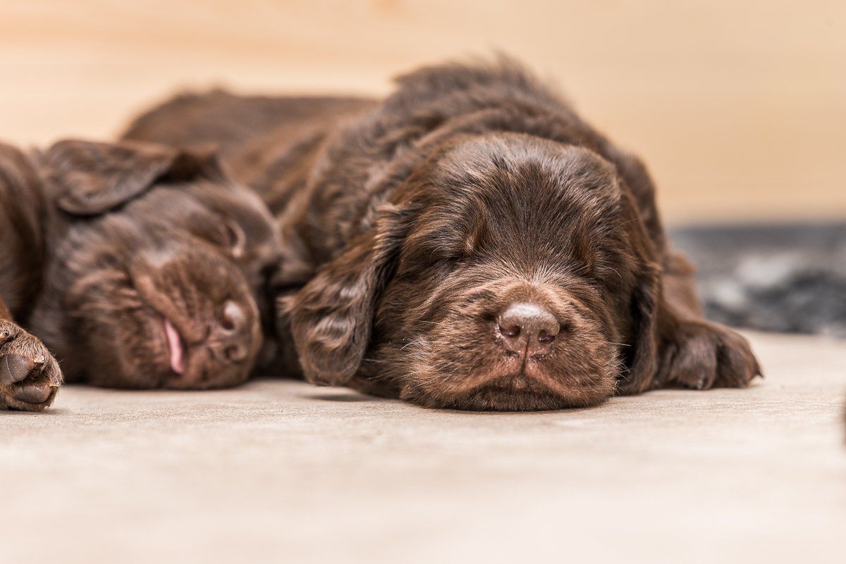 Fotogebell Hundefotografie Hund Carsten Pöhler