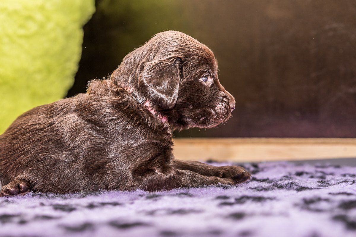 Hundefotografie, Hund, Welpe, fotogebell.de, Bruno und das Leben, Carsten Pöhler, Flatcoated Retriever