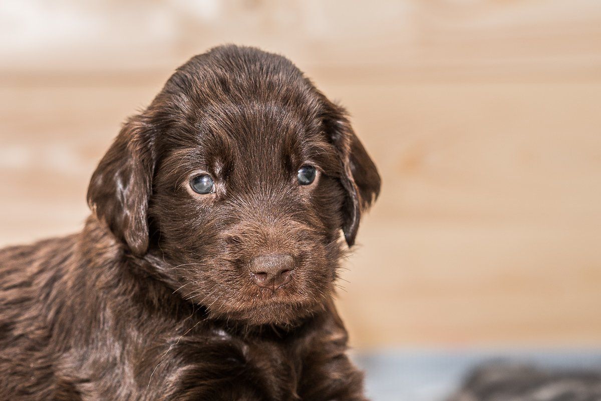 Hundefotografie, Hund, Welpe, fotogebell.de, Bruno und das Leben, Carsten Pöhler, Flatcoated Retriever