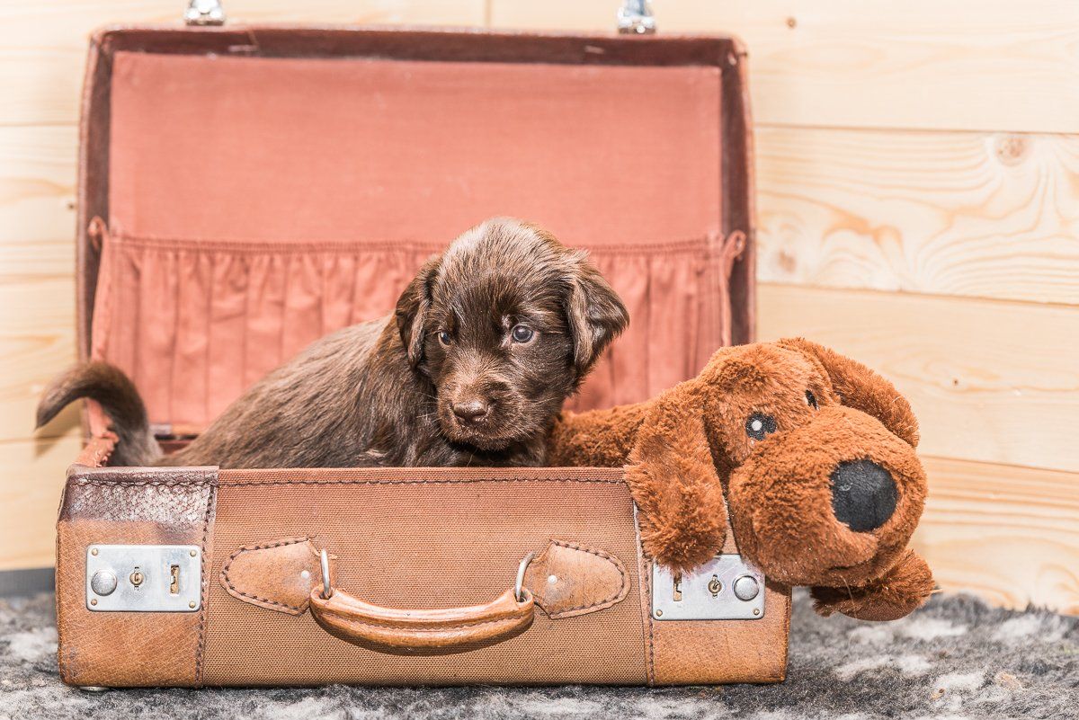 Hundefotografie, Hund, Welpe, fotogebell.de, Bruno und das Leben, Carsten Pöhler, Flatcoated Retriever