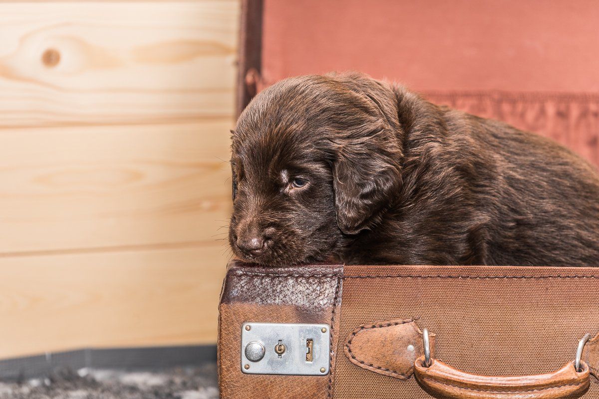 Hundefotografie, Hund, Welpe, fotogebell.de, Bruno und das Leben, Carsten Pöhler, Flatcoated Retriever