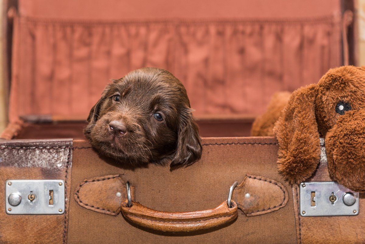 Hundefotografie, Hund, Welpe, fotogebell.de, Bruno und das Leben, Carsten Pöhler, Flatcoated Retriever