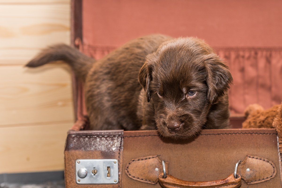 Hundefotografie, Hund, Welpe, fotogebell.de, Bruno und das Leben, Carsten Pöhler, Flatcoated Retriever