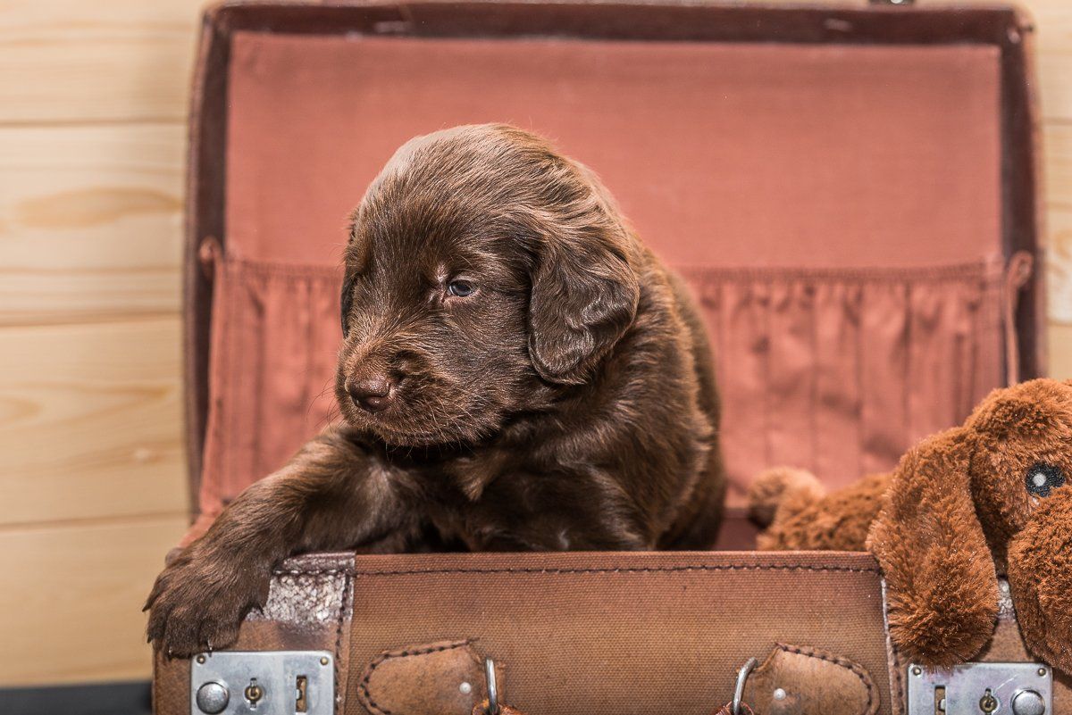 Hundefotografie, Hund, Welpe, fotogebell.de, Bruno und das Leben, Carsten Pöhler, Flatcoated Retriever