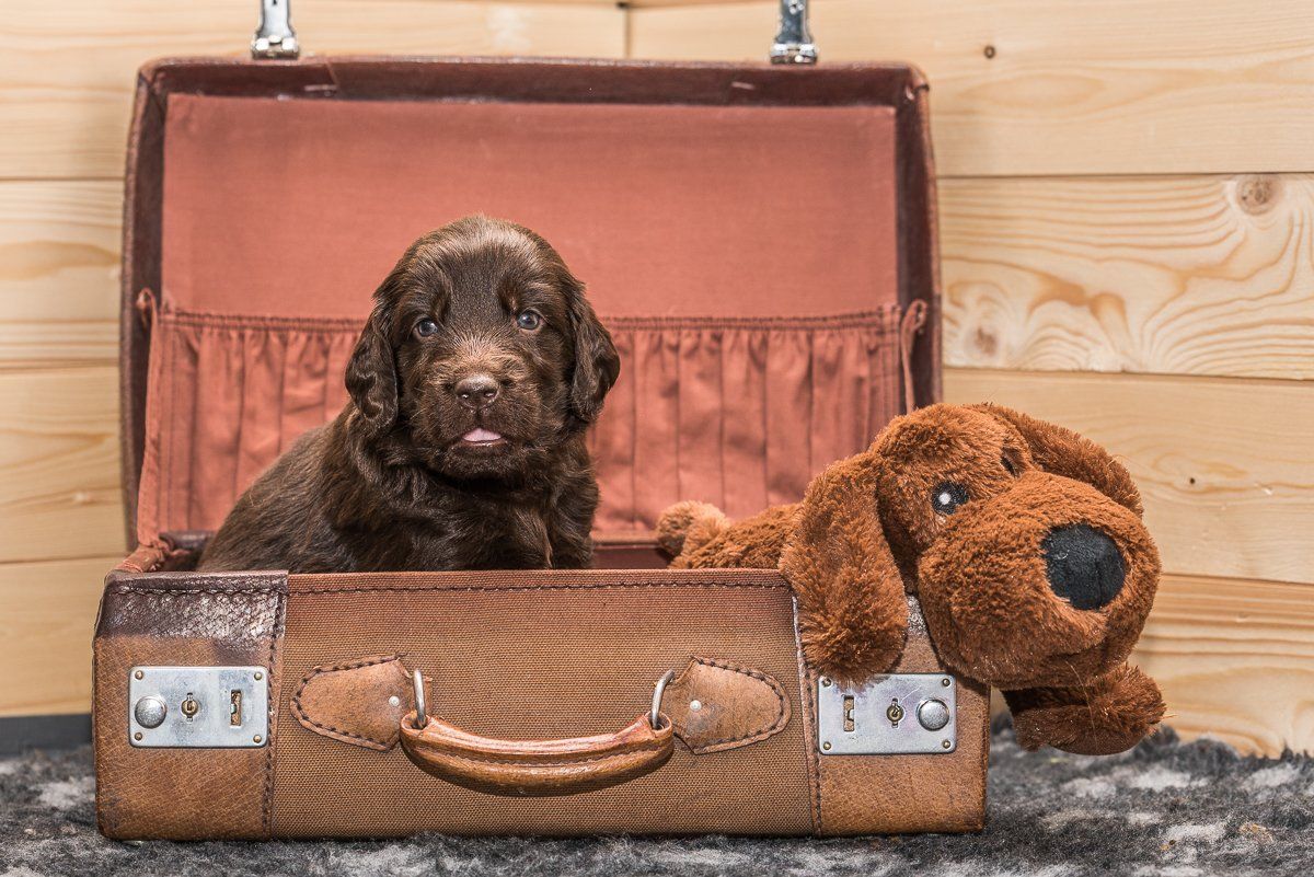 Hundefotografie, Hund, Welpe, fotogebell.de, Bruno und das Leben, Carsten Pöhler, Flatcoated Retriever