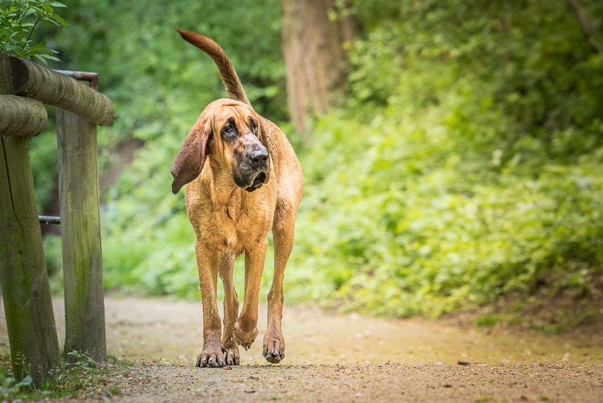 fotogebel..de, Hundefotograf, Hundefotografie, Carsten Pöhler, Tierfotografie Münster