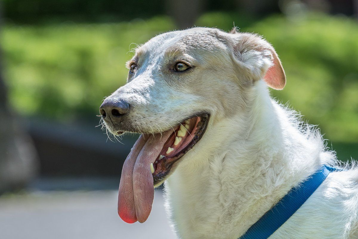 fotogebell.de, Fellnasenfotohilfe, Carsten Pöhler, Hundefotograf, Hundefotografie, Münster